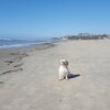 USA, California, San Diego, Cardiff beach, wet sand