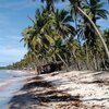 Brazil, Boipeba, Praia da Cueira beach, algae