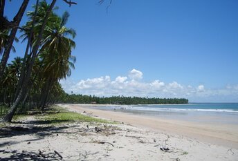 Brazil, Boipeba, Praia da Cueira beach, fence & palms