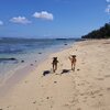 Cook Islands, Rarotonga, Sunset Palms beach, dogs