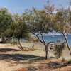 Кипр, Пляж Лимассол-Пауэр-Бич, деревья