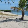 Dominican Republic, Playa Punta Arena beach, palm