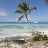 Dominican Republic, Saona, Playa del Gato beach, palm over water