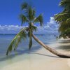 Dominican Republic, Saona, Playa Palmera beach, palm over water