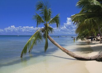 Dominican Republic, Saona, Playa Palmera beach, palm over water