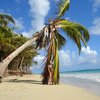 Dominican Republic, Uvero Alto beach, palm over water