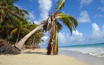 Dominican Republic, Uvero Alto beach, palm over water