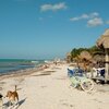 Mexico, Yucatan, Isla Holbox beach, dogs
