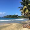 Tobago, Stonehaven Bay beach, palm