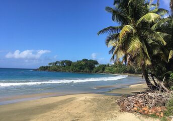 Tobago, Stonehaven Bay beach, palm