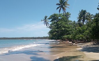 Brazil, Boipeba, Tassomirim beach, trees & palms