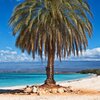 Dominicana, Cabo Rojo beach, palm