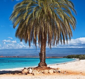 Dominicana, Cabo Rojo beach, palm