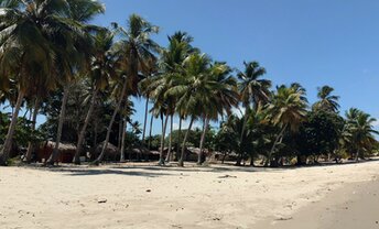 Доминикана, Пляж Плайя-Камбиасо, пальмы