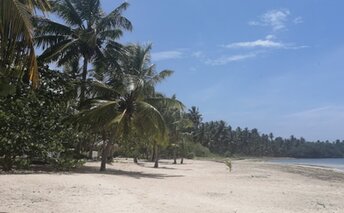 Dominicana, Playa Estillero beach, palms