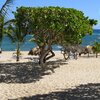 Dominicana, Playa Grande Luperon beach, tree
