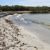 Dominicana, Playa Los Negros beach, algae