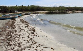 Доминикана, Пляж Плайя-Лос-Негрос, водоросли