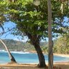 Dominicana, Punta Chiva beach, trees
