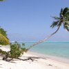 French Polynesia, Huahine, Avea Bay beach, palm