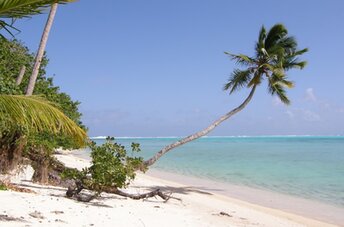 French Polynesia, Huahine, Avea Bay beach, palm