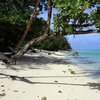 French Polynesia, Huahine, Avea Bay beach, tree