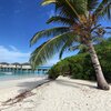 Maldives, Gaafu, Havoddaa island, beach, palm
