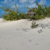 Bahamas, Cat Island, Pigeon Cay beach, sunbeds