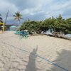 BVI, Virgin Gorda, Spanish Town beach, trees