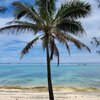 Cook Islands, Rarotonga, Tikioki beach, palm