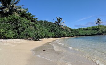 Hawaii, Molokai, Kumimi beach, trees