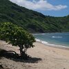 Indonesia, Sumbawa, Sekongkang beach, tree