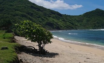 Indonesia, Sumbawa, Sekongkang beach, tree