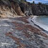 Puerto Rico, Vieques, Black Sand beach, algae