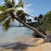 Puerto Rico, Vieques, Punta Arenas beach, palms over water