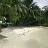 Seychelles, Mahe, Anse A La Mouche beach, palms