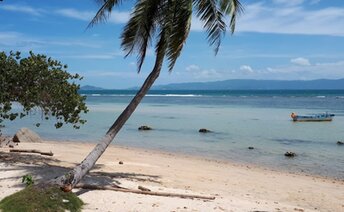 Thailand, Phangan, Oxa beach, palm