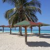 Antigua, Picarts Bay beach, palm