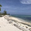 Багамы, Кэт-Айленд, Пляж Хокс-Нест, пальма