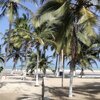 Colombia, Santa Marta, Playa de Mingueo beach, palms