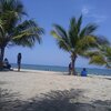 Honduras, Playa de Cieneguita beach, palms