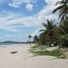 Honduras, Playa Travesia beach, ivy