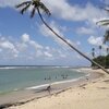 Trinidad, Toco beach, palm