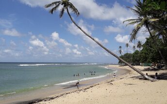 Trinidad, Toco beach, palm