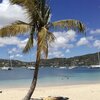 Antigua, Pigeon Point beach, palm