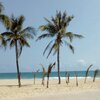 China, Hainan, Qingshuiwan beach, palms