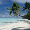 French Polynesia, Tetiaroa, Onetahi beach, palm over water