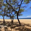 Hawaii, Lanai, Polihua beach, trees