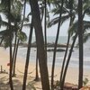 India, Kerala, Chera Rock beach, palms