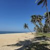 India, Kerala, Thrissur beach, palms